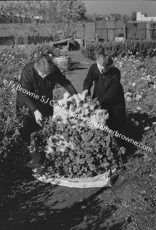 CHRYSANTHEMUM GROWERS